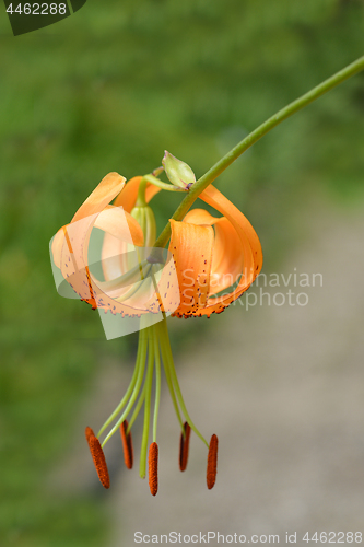 Image of Henrys lily