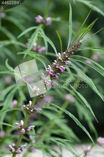 Image of Siberian motherwort