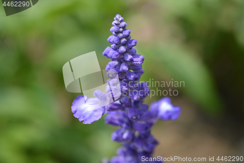 Image of Woodland sage