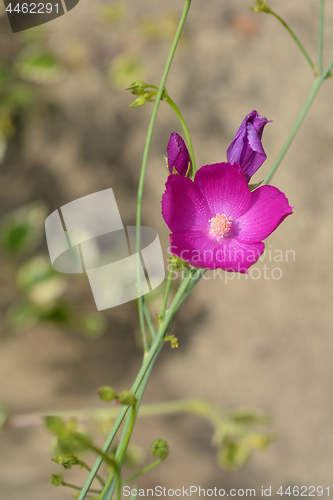 Image of Purple poppy-mallow