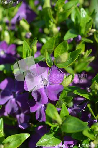 Image of Common periwinkle