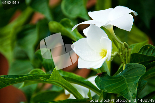 Image of Close up of two white frangipani flowers