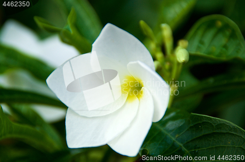 Image of Close up of white frangipani flower