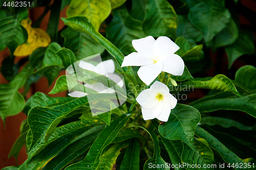 Image of Close up of white frangipani plant flowering