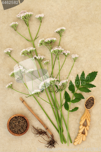Image of Valerian Herb Root and Flowers