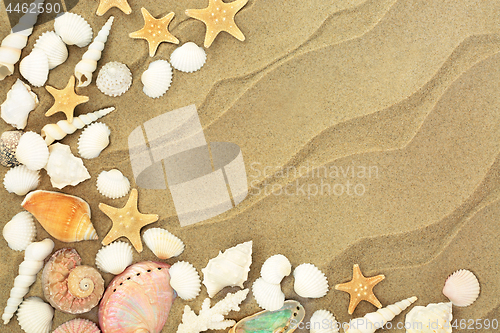 Image of Seashells on Sandy Beach