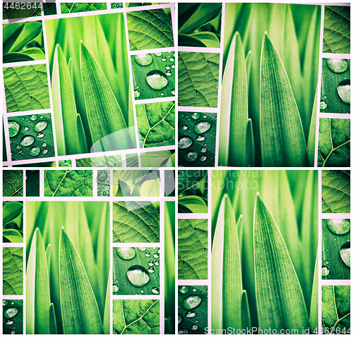 Image of Abstract green collage with fresh green plants and leaves