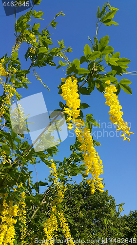 Image of Beautiful bright yellow flowers of wisteria