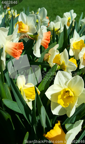 Image of Beautiful flowers of spring Narcissus