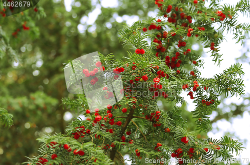 Image of Red berries growing on evergreen yew tree branches