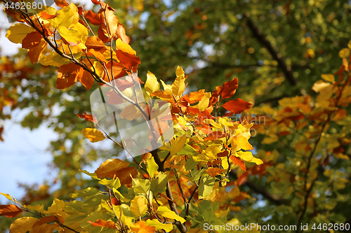 Image of Bright yellow branch of autumn tree