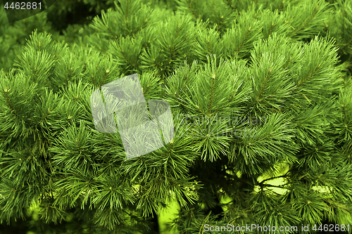 Image of Branches of a coniferous tree