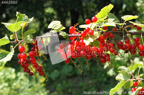 Image of Branch of bright red currants