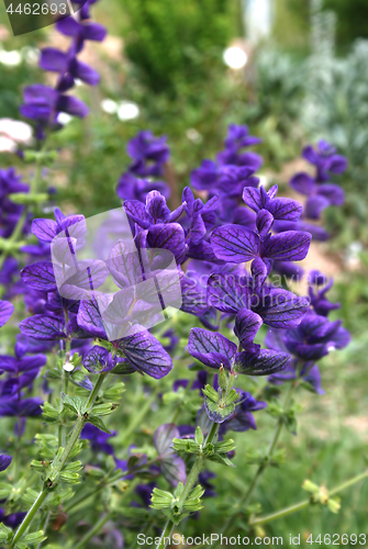 Image of Salvia viridis (Salvia horminum) in the summer garden