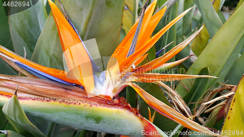 Image of Closeup of Strelitzia Reginae flower (bird of paradise flower)