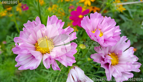 Image of Beautiful Cosmos flowers