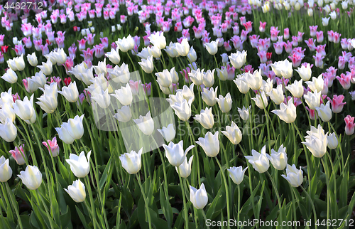 Image of Beautiful tulips glowing in sunlight