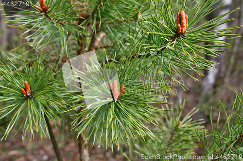 Image of Branches of spring coniferous tree 