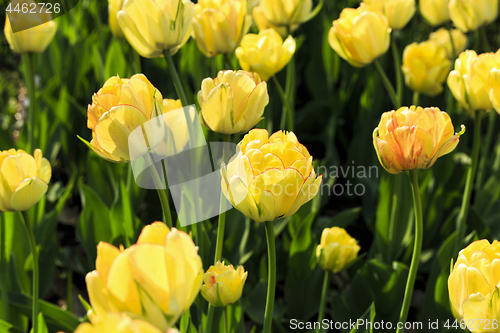 Image of Beautiful yellow tulips in sunlight