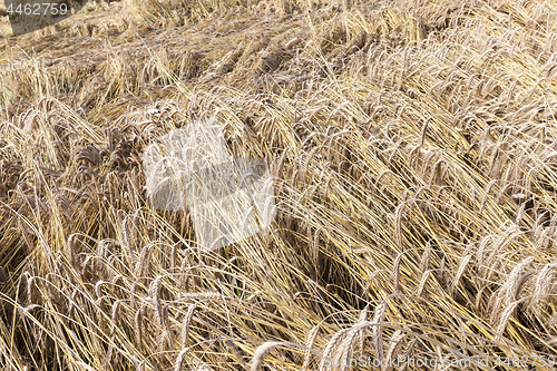 Image of mature cereal, close-up