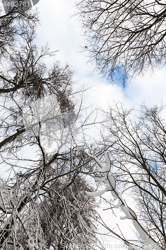 Image of trees covered with snow