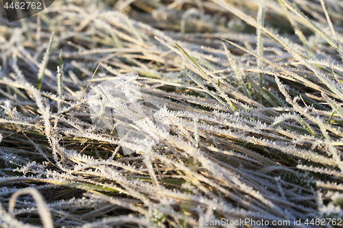 Image of green grass in the frost