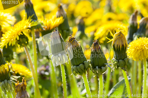 Image of yellow dandelions in spring