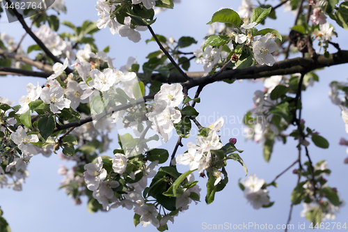 Image of White apple flowers in May