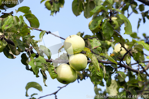 Image of Green apples on the tree