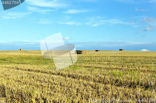 Image of straw after harvest