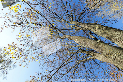 Image of yellowed maple trees in autumn