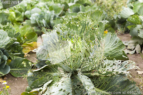 Image of field with green cabbage