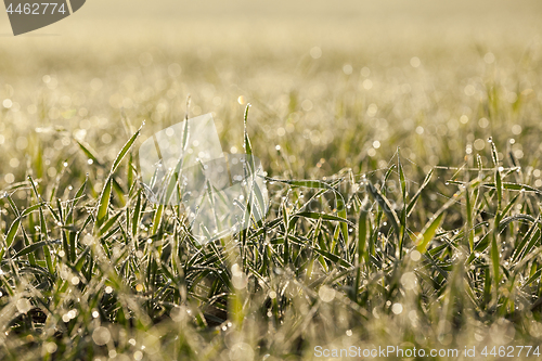 Image of young grass plants, close-up