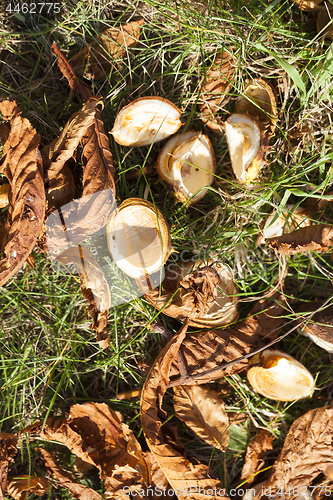 Image of ripe fruit chestnut