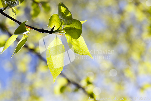 Image of linden leaves, spring