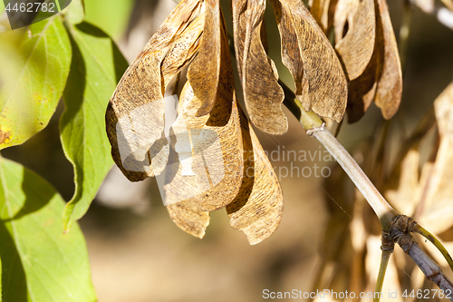 Image of dry maple seeds