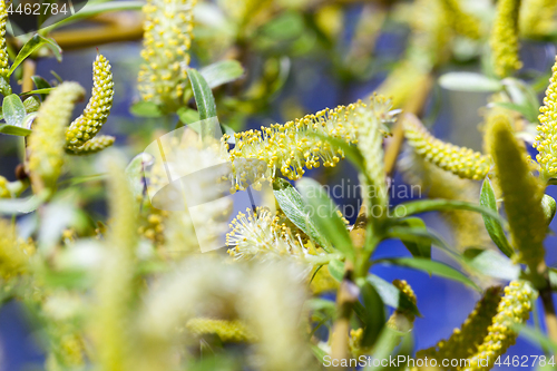 Image of Photo Willow blossom