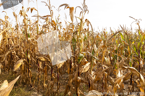 Image of field of ripe corn