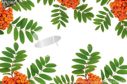 Image of Rowan Ash Berry Fruit Background