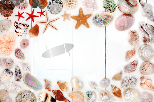 Image of Seashell Background Border