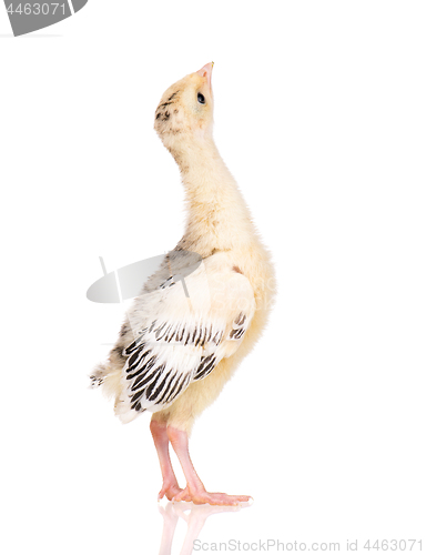 Image of Little chicken turkey