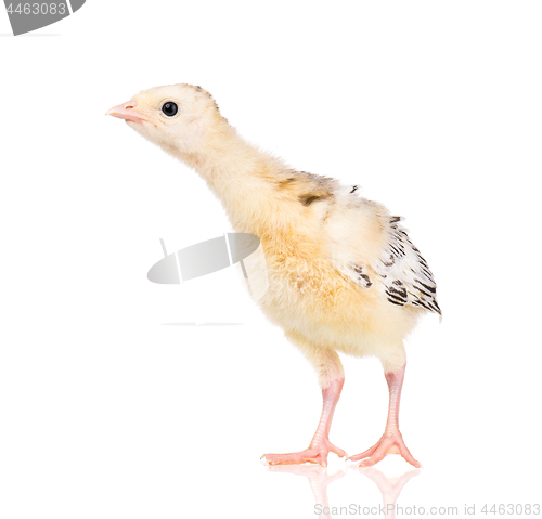 Image of Little chicken turkey