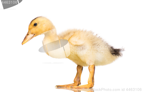 Image of Cute newborn duckling