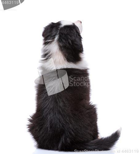 Image of Australian Shepherd puppy