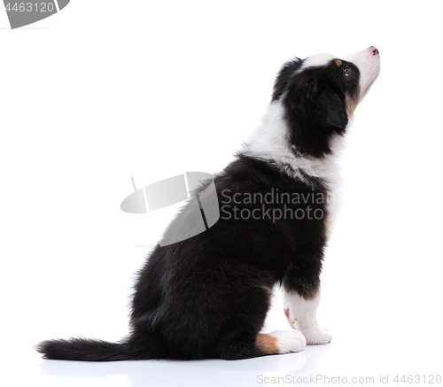 Image of Australian Shepherd puppy