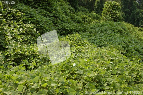 Image of kudzu