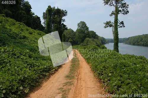 Image of Along the kudzu path
