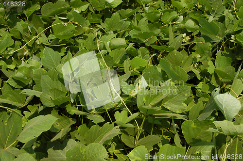 Image of kudzu up close