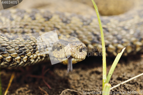 Image of portrait of scarce meadow viper