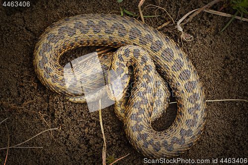 Image of beautiful ursinii rakosiensis